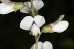 Spiked wild indigo